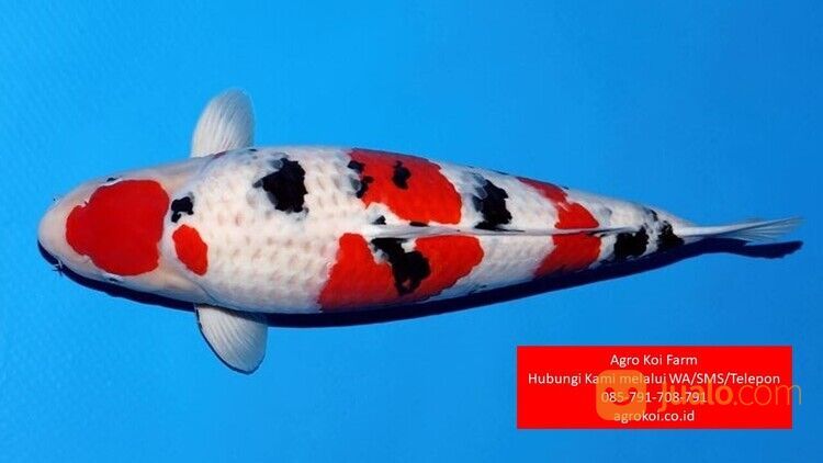 Ikan Koi Sanke Kabupaten Boyolali Terpercaya 085-791-708-791 Bergaransi