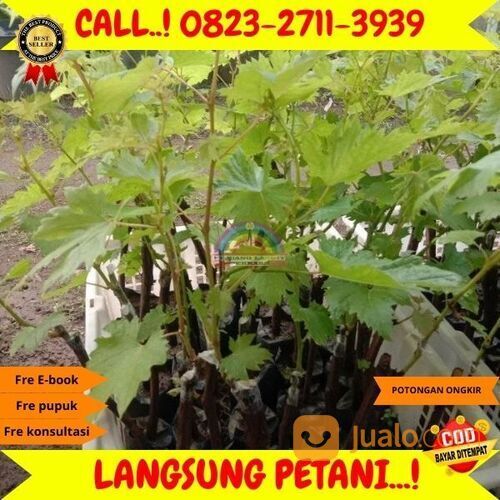 AMANAH ! H.Tovix CALL: 0823-2711-3939 Bibit Anggur Lorano Di Kebumen