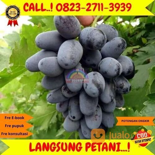 AMANAH ! H.Tovix CALL: 0823-2711-3939 Bibit Anggur Lorano Di Kebumen