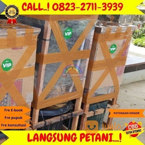 AMANAH ! H.Tovix CALL: 0823-2711-3939 Bibit Anggur Lorano Di Kebumen