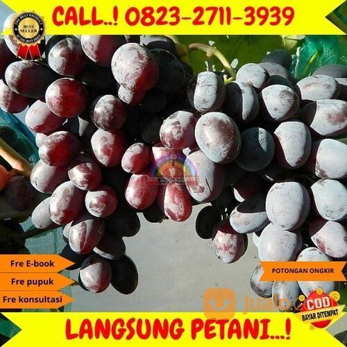 AMANAH ! H.Tovix CALL: 0823-2711-3939 Bibit Anggur Lorano Di Kebumen