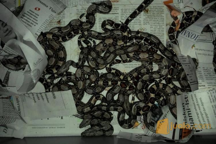 Jual Ular Boa BCI Pastel Baby