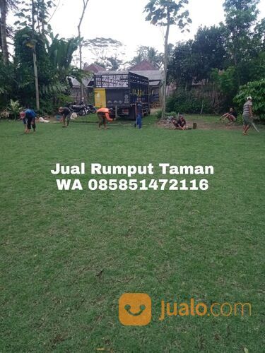 Rumput Jepang Kota Salatiga Terdekat Siap Tanam