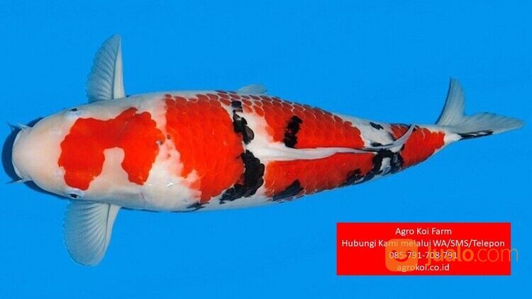 Ikan Koi Sanke Kabupaten Ciamis Terpercaya 085-791-708-791 Bergaransi