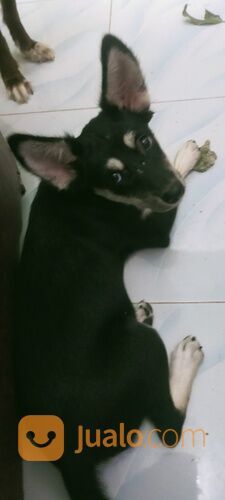 ANAK ANJING BETINA MIX MINI PINCHER