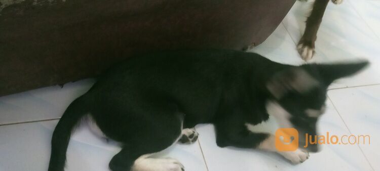 ANAK ANJING BETINA MIX MINI PINCHER