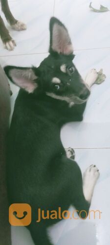 ANAK ANJING BETINA MIX MINI PINCHER