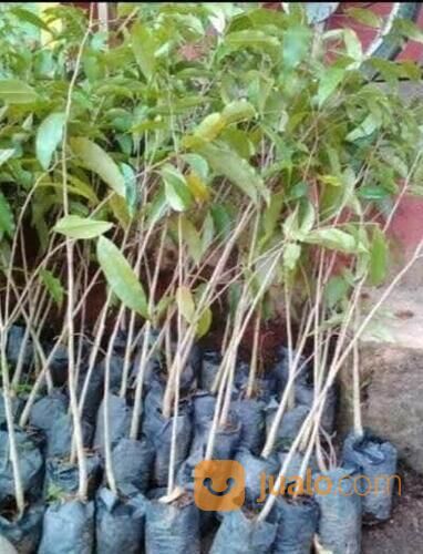 Bibit Kayu Gaharu Tinggi 1 Meter