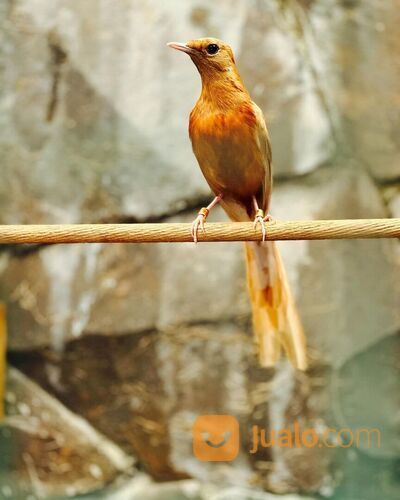 Murai batu golden shama