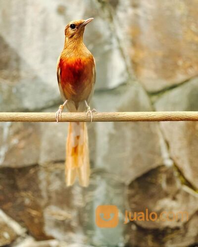 Murai batu golden shama