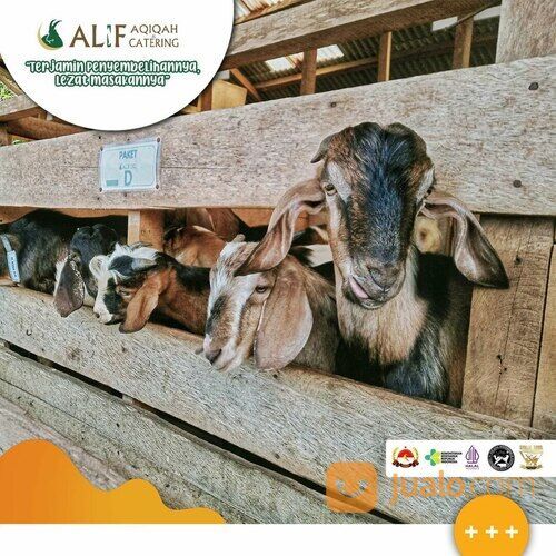 Paket Aqiqah Anak Laki Laki dan Perempuan di Pangkalpinang, Call / WA : 082134809965