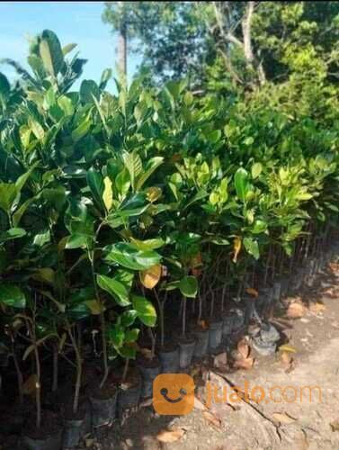 Bibit Nangka Sayur Okulasi Tinggi 80 - 100 Cm