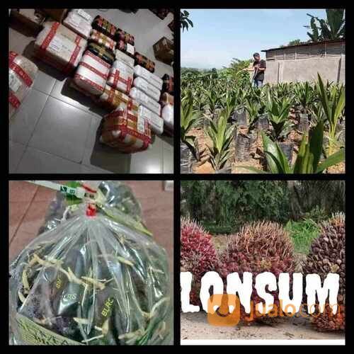 Kecambah Sawit Lonsum Bersertifikat
