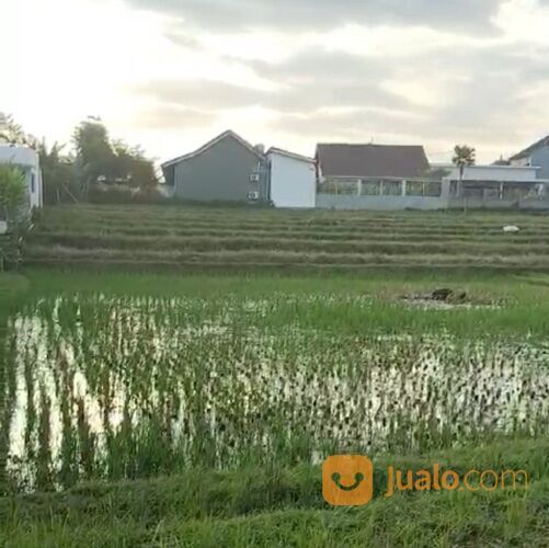 Tanah 16,02 are, Jl. Subak Daksina Tibubeneng Canggu UTARA Kuta Utara