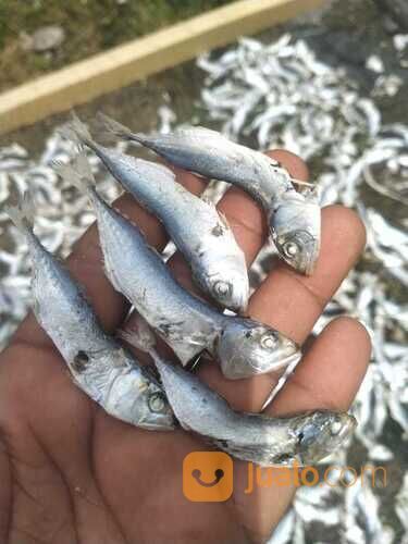 IKAN ASIN REBUS TERBAIK!! 0821-8153-9591 Kabupaten Aceh.