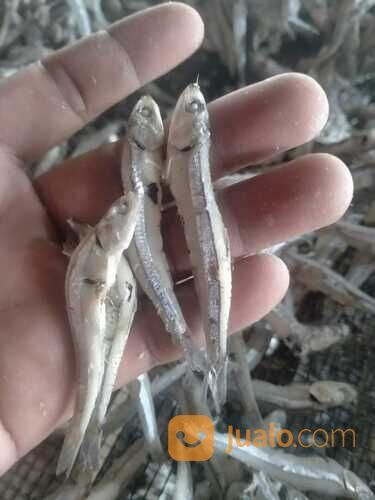 IKAN ASIN REBUS TERBAIK!! 0821-8153-9591 Kabupaten Aceh.