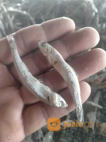 Viral, 0821-8153-9591, Harga Teri Rebus Jengki di Jambi