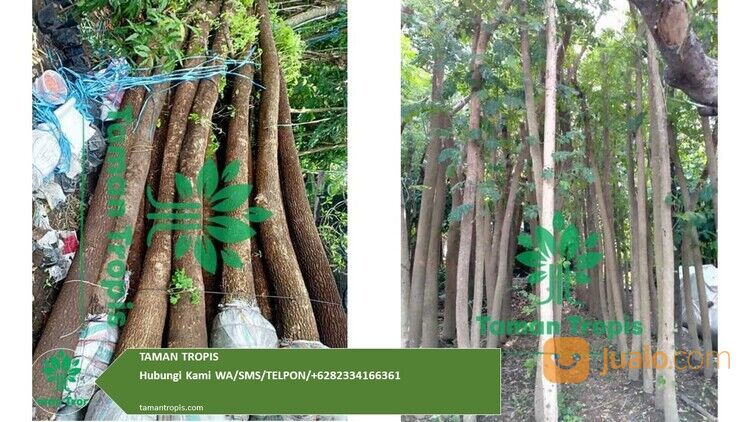 Pohon Trembesi Kota Yogyakarta Terpercaya 082334166361 Bergaransi