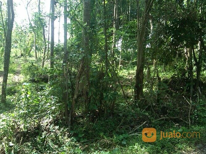 Lahan -+5 Ha belakang PT. Mayora Pakkatto.