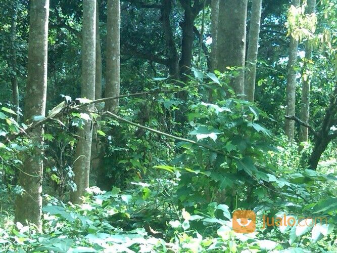 Lahan -+5 Ha belakang PT. Mayora Pakkatto.