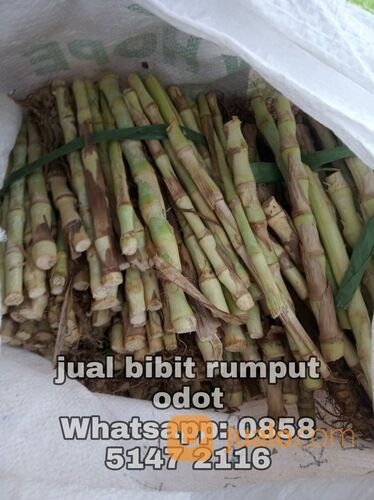 Harga Bibit Rumput Odot Bantul Kwalitas Terbaik