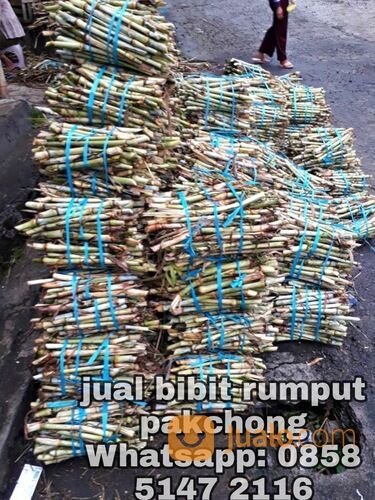 Harga Bibit Rumput Odot Bantul Kwalitas Terbaik