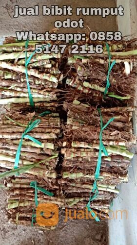 Harga Bibit Rumput Odot Bantul Kwalitas Terbaik