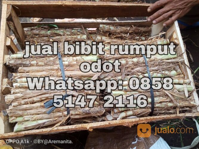 Harga Bibit Rumput Odot Bantul Kwalitas Terbaik