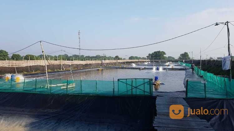 Tambak Udang Fanami Masih Aktif Desa Permisan Porong Siap Pakai TINGGAL NERUSIN