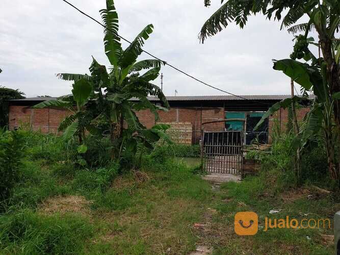 Tambak Udang Fanami Masih Aktif Desa Permisan Porong Siap Pakai TINGGAL NERUSIN