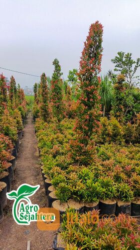 Pohon Pucuk Merah di Kabupaten Sleman WA 081249470015