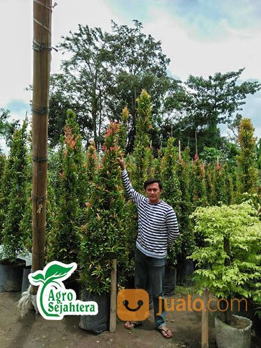 Pohon Pucuk Merah di Kabupaten Gianyar WA 081249470015