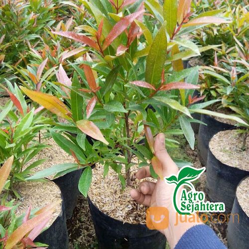 Pohon Pucuk Merah di Kabupaten Gianyar WA 081249470015