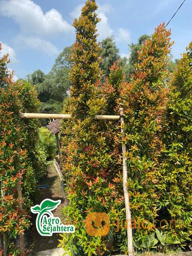 Pohon Pucuk Merah di Kabupaten Gianyar WA 081249470015