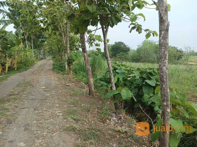 Tanah MURAH BU CPT area TEMBORO (500-4000M2)