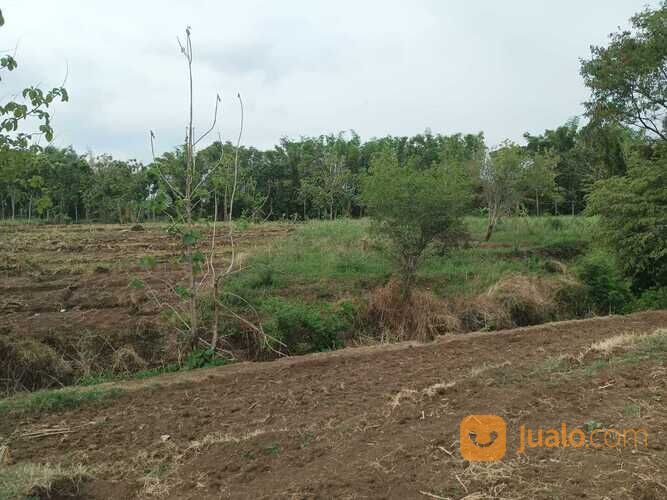 Tanah MURAH BU CPT area TEMBORO (500-4000M2)