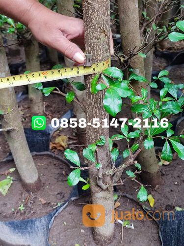 Pohon Ketapang Kencana Gunungkidul Termurah