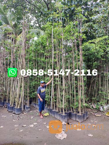 Pohon Ketapang Kencana Gunungkidul Termurah