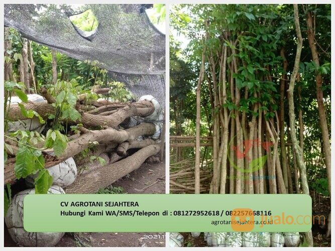 Pohon Tabebuya Morowali 081272952618 Berkualitas Dan Bergaransi