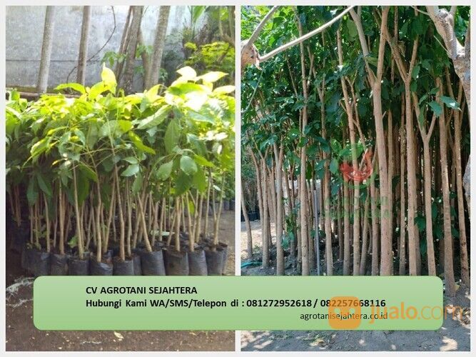 Pohon Tabebuya Morowali 081272952618 Berkualitas Dan Bergaransi