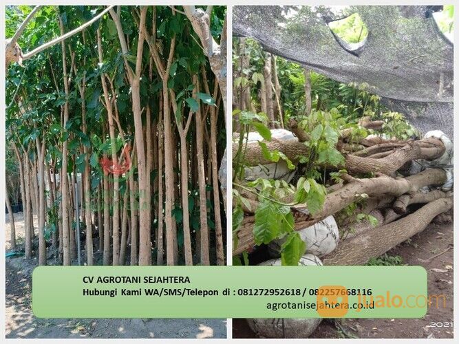 Pohon Tabebuya Morowali 081272952618 Berkualitas Dan Bergaransi