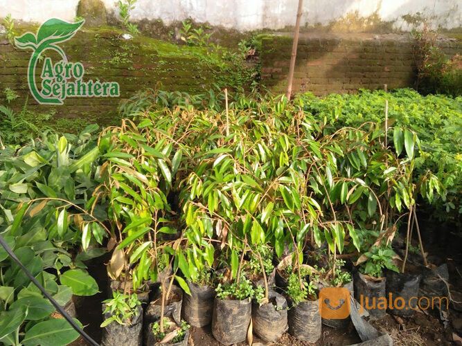 Bibit Durian Terdekat Kabupaten Bondowoso | Hub 081249470015