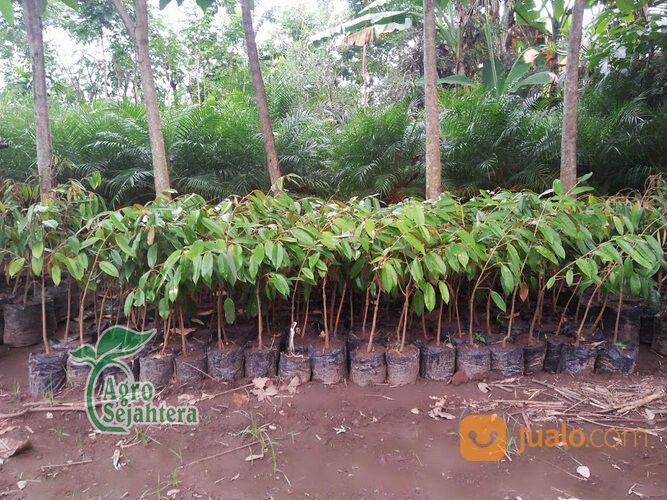 Bibit Durian Terdekat Kabupaten Bondowoso | Hub 081249470015