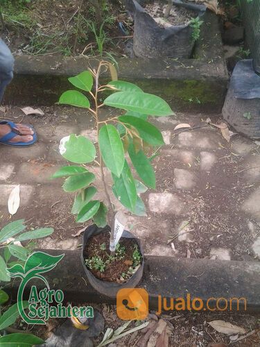 Bibit Durian Terdekat Kabupaten Bondowoso | Hub 081249470015