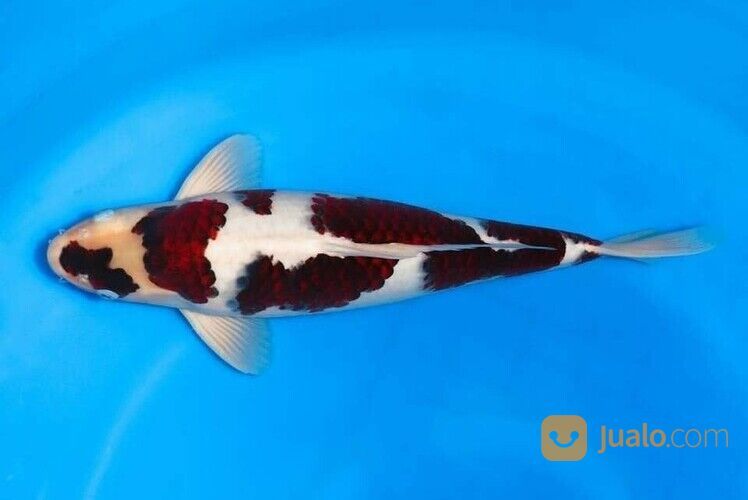 Ready Ikan Koi Jenis Lengkap Berkualitas di Banjarmasin