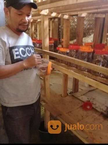 Ternak Kroto Media Stoples