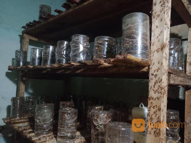 Ternak Kroto Media Stoples