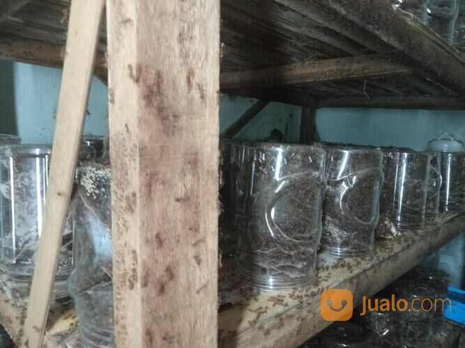 Ternak Kroto Media Stoples