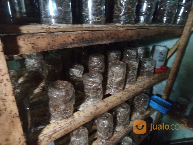 Ternak Kroto Media Stoples