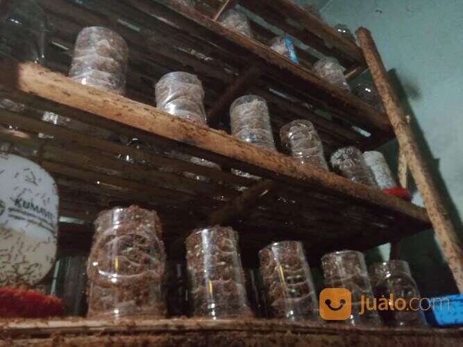 Ternak Kroto Media Stoples